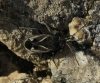 Rhyparochromus ibericus