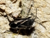 Rhyparochromus ibericus