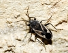 Rhyparochromus ibericus