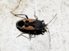 Rhyparochromus phoeniceus