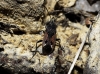 Rhyparochromus pini