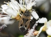 Rhyparochromus pini