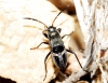 Rhyparochromus sp.