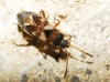 Scolopostethus patruelis Scolopostethus patruelis