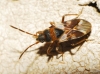 Scolopostethus patruelis