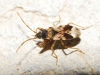 Scolopostethus pictus