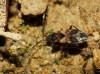 Scolopostethus sp.