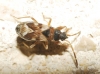 Scolopostethus sp.
