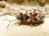 Scolopostethus patruelis