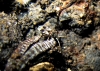 Scolopostethus affinis