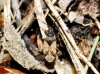 Scolopostethus decoratus