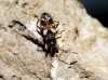 Scolopostethus thomsoni