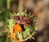 Spilostethus pandurus