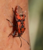 Spilostethus pandurus