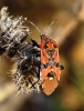 Spilostethus pandurus