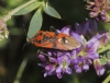 Spilostethus pandurus