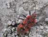 Spilostethus pandurus