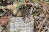 Spilostethus saxatilis