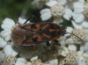 Spilostethus saxatilis