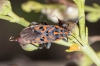 Spilostethus saxatilis
