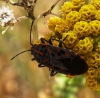Spilostethus saxatilis