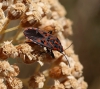 Spilostethus saxatilis