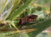 Spilostethus saxatilis