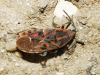 Spilostethus saxatilis