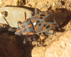 Spilostethus saxatilis