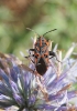 Spilostethus saxatilis