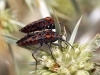 Spilostethus saxatilis