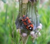 Spilostethus pandurus