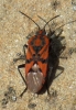 Spilostethus pandurus
