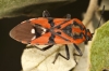 Spilostethus pandurus