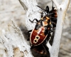 Spilostethus pandurus