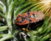Spilostethus pandurus