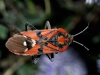 Spilostethus pandurus