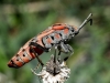 Spilostethus pandurus
