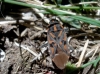 Spilostethus saxatilis