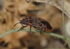 Spilostethus saxatilis