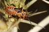 Spilostethus saxatilis