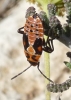 Spilostethus saxatilis