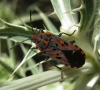 Spilostethus saxatilis
