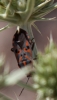 Spilostethus saxatilis