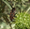 Spilostethus saxatilis