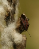 Spilostethus saxatilis