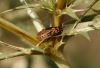 Spilostethus saxatilis