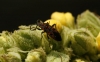 Spilostethus saxatilis
