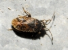 Stygnocoris sp.
