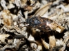 Stygnocoris cf. similis